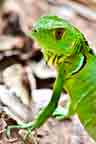 green lizard